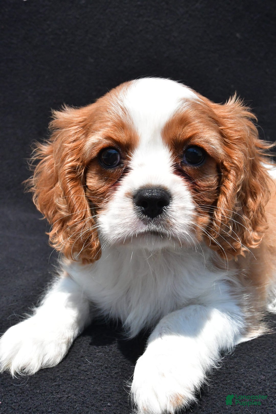 Cavalier King Charles Spaniel dogs for sale: Chase - Image 4