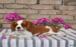 Cavalier King Charles Spaniel dogs for sale: Sparky - Image 5