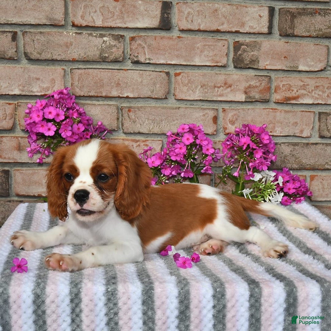 Cavalier King Charles Spaniel dogs for sale: Sparky - Image 5