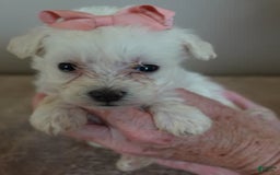 Maltipoo dogs for sale: Amara - Image 12