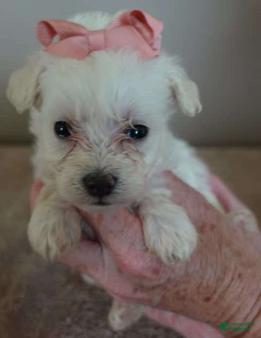 Maltipoo dogs for sale: Amara - Image 12