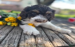 Bernedoodle dogs for sale: Gemma - Image 5