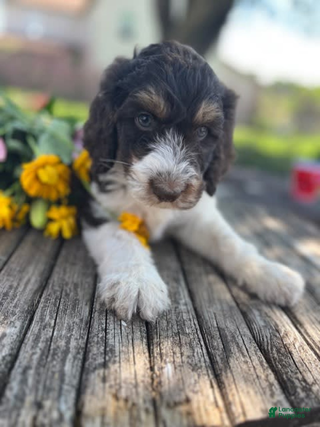 Bernedoodle dogs for sale: Gemma - Image 5