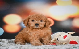 Cavapoo dogs for sale: Lance - Image 4
