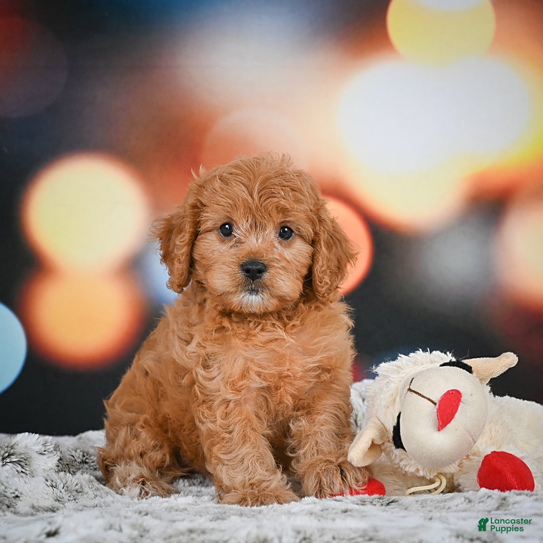 Cavapoo dogs for sale: Lance - Image 4
