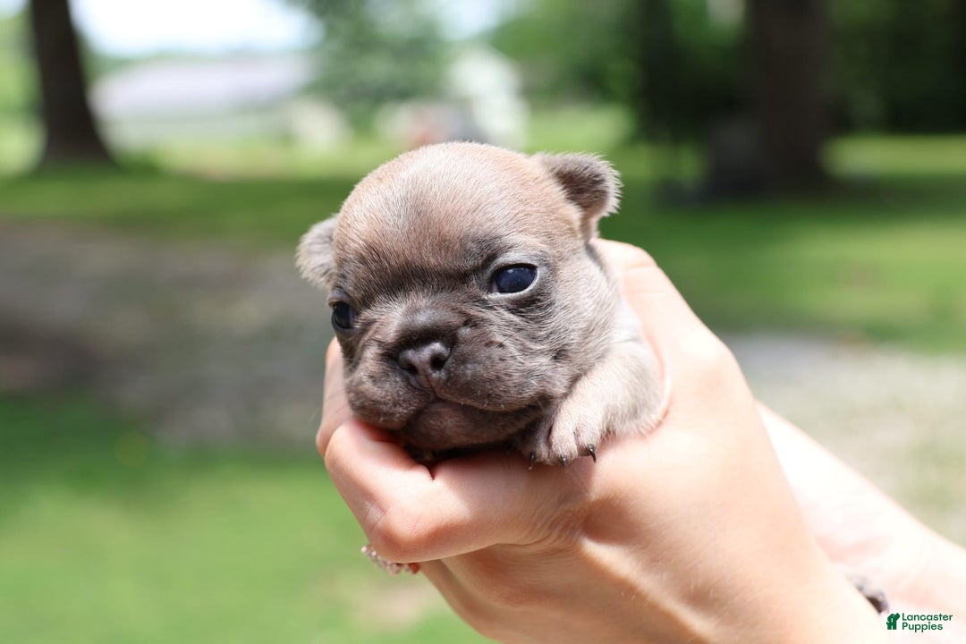 French Bulldog dogs for sale: Lyra - Image 3