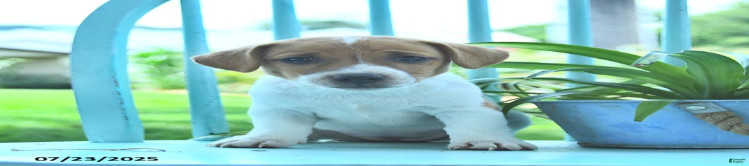 Mia
