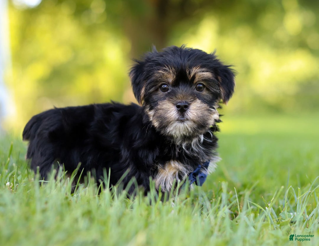 Morkie dogs for sale: George - Image 2