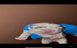 French Bulldog dogs for sale: Sky - Image 2