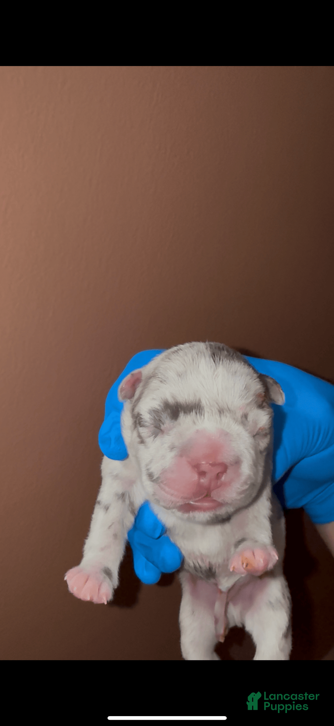 French Bulldog dogs for sale: Sky - Image 2