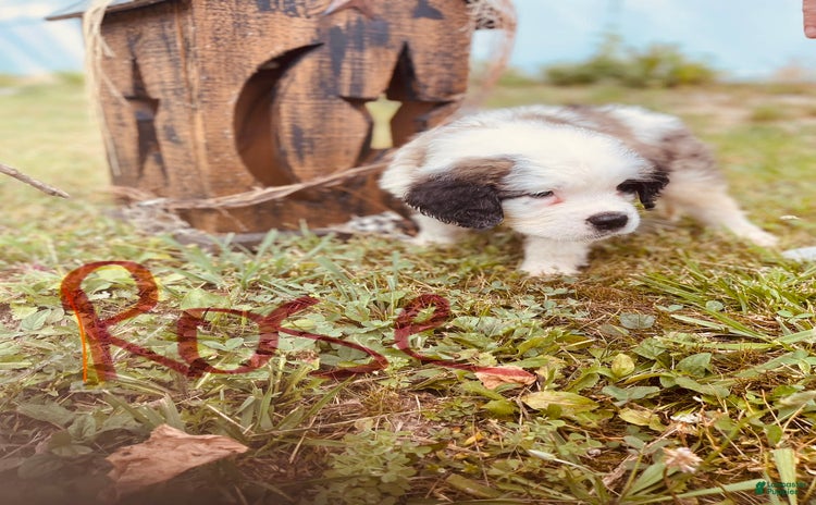 Saint Bernard dogs for sale - Ad 5
