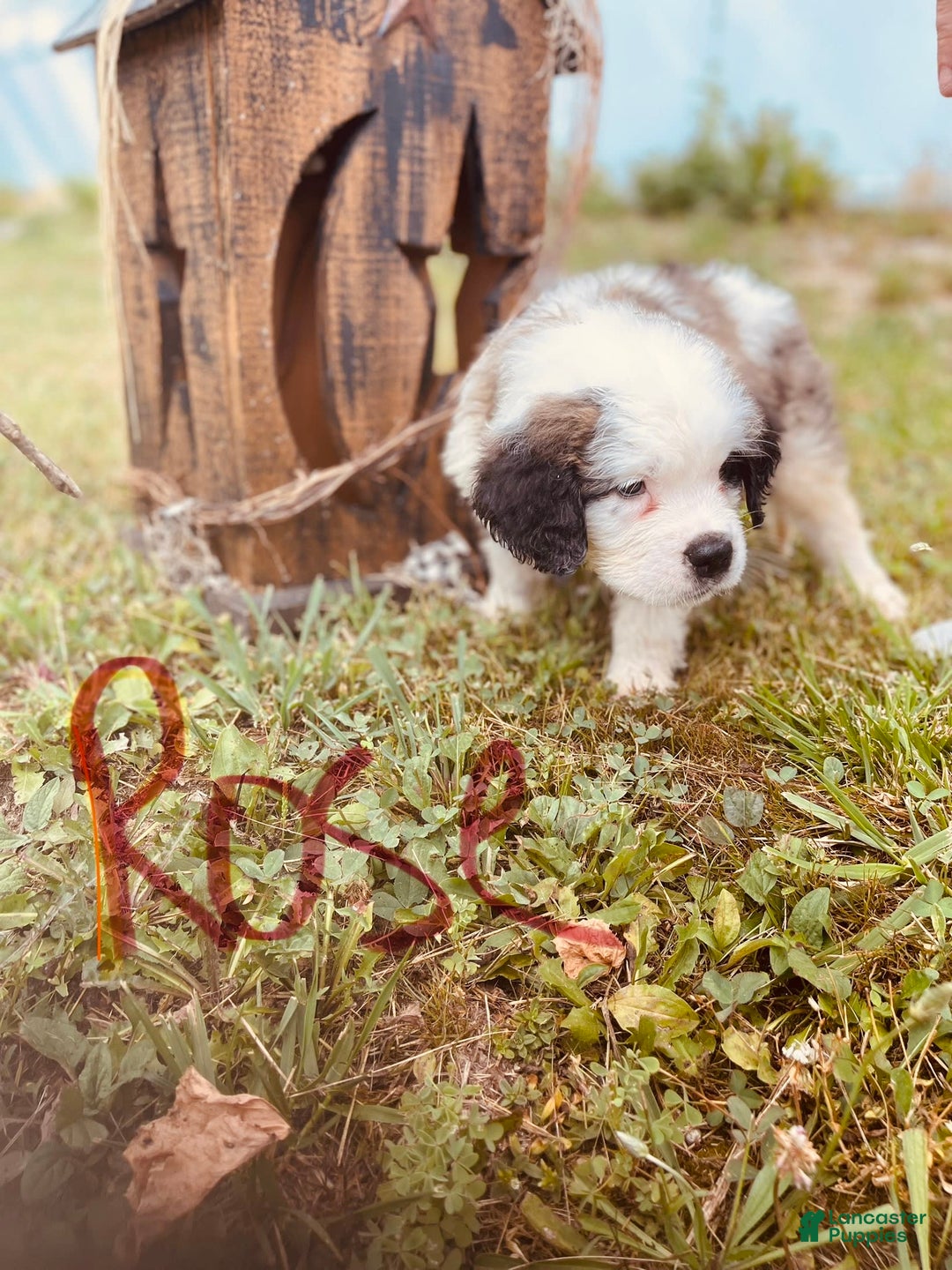 Saint Bernard dogs for sale: Rose - Image 1