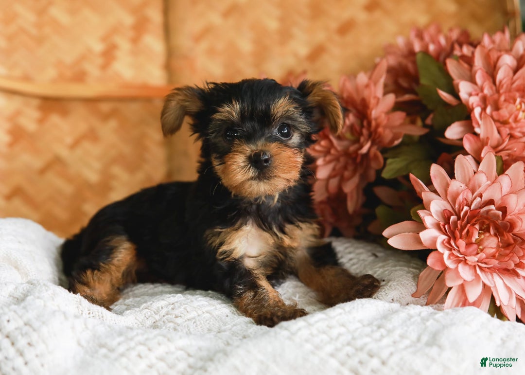 Yorkshire Terrier dogs for sale: Lillian Teacup - Image 6