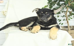 Gerberian Shepsky dogs for sale: Max - Image 2