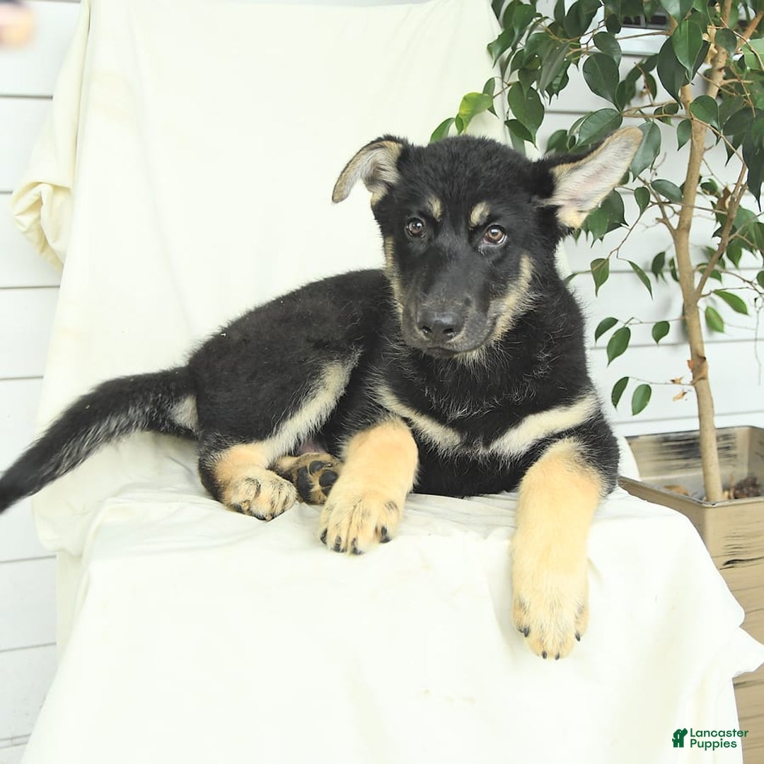 Gerberian Shepsky dogs for sale: Max - Image 2