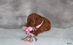 Mini Goldendoodle dogs for sale: Cori - Image 7