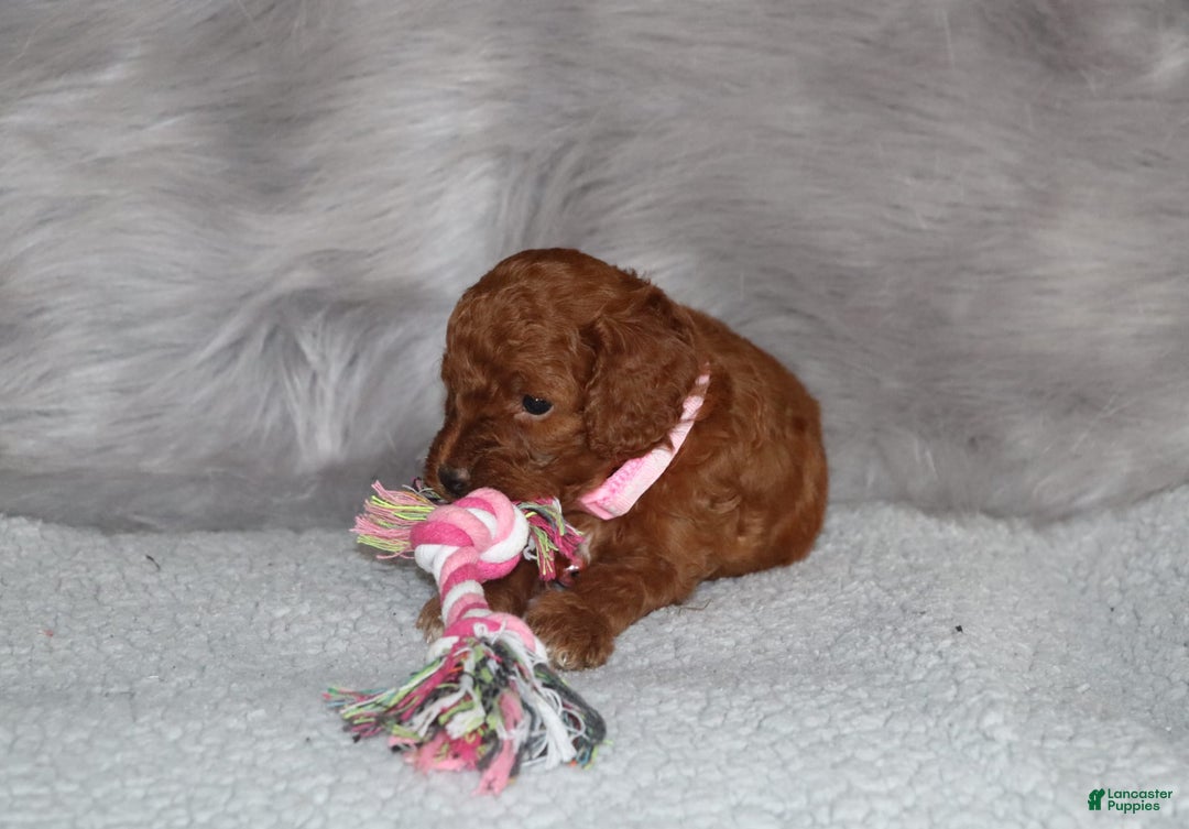 Mini Goldendoodle dogs for sale: Cori - Image 7
