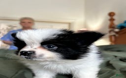 Pomeranian dogs for sale: Lexi Black - Image 12