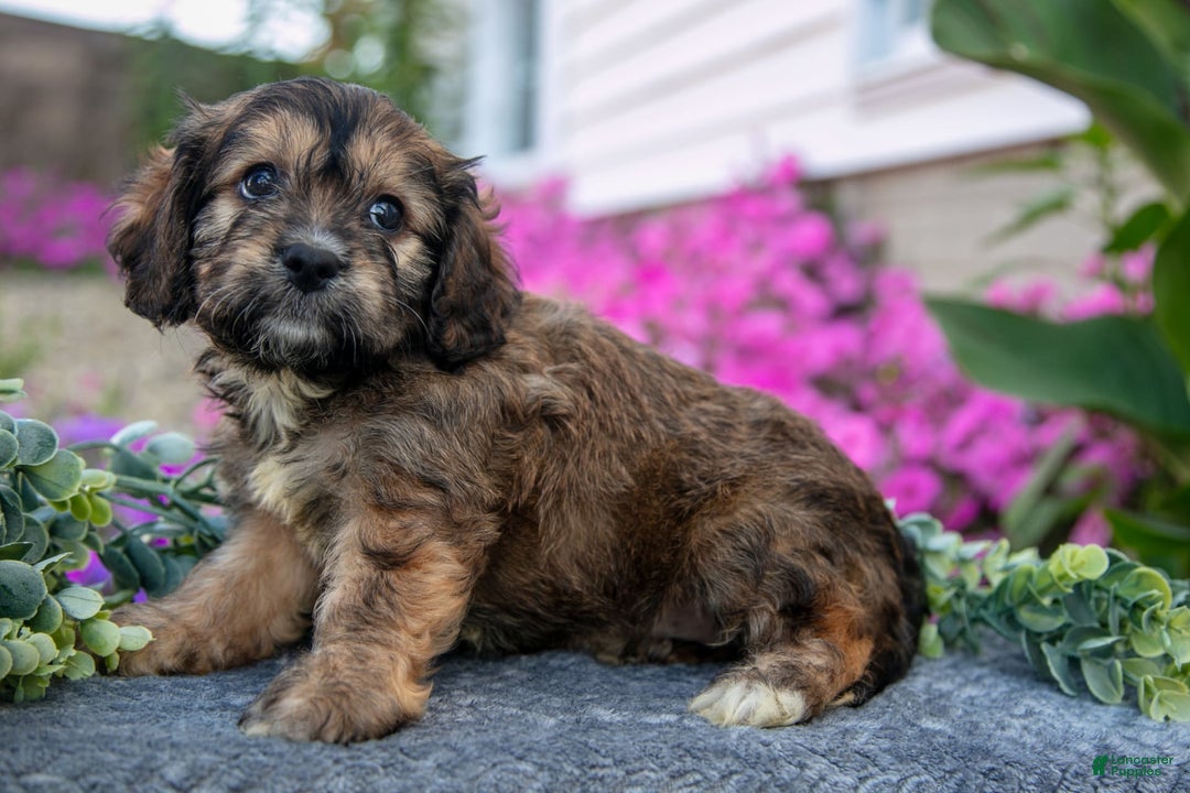 Cavachon dogs for sale: Nova - Image 1