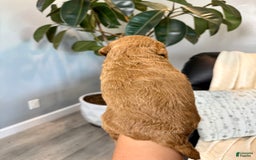 Mini Goldendoodle dogs for sale: Liam - Image 2