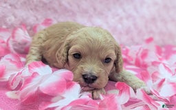 Cockapoo dogs for sale: Kurt - Image 8