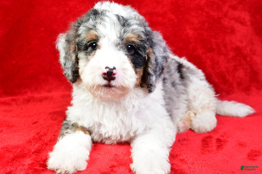 Mini Bernedoodle dogs for sale: Willow - Image 2