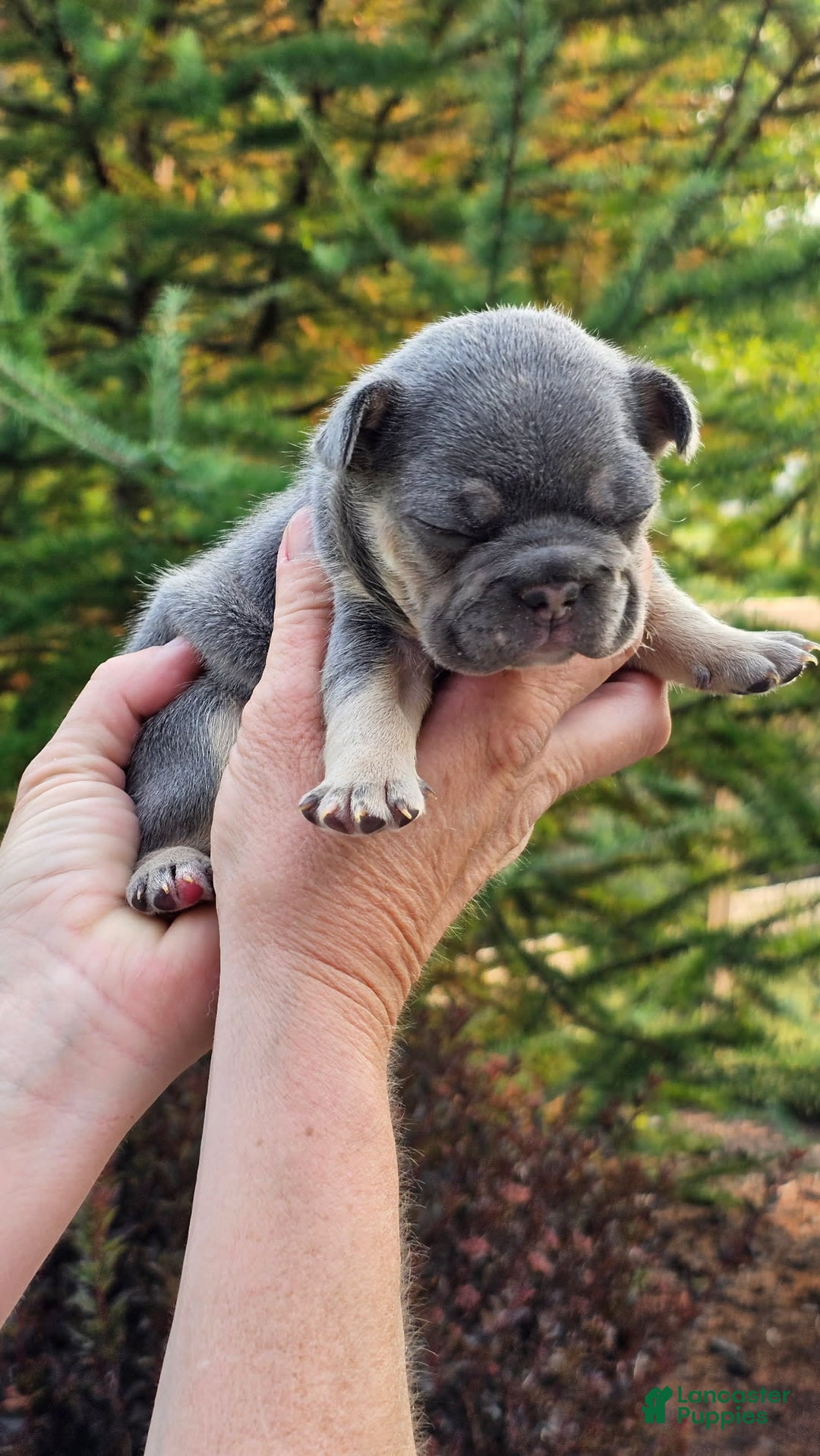 French Bulldog dogs for sale: Lita - Image 3