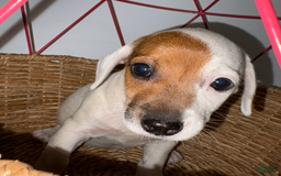 Jack Russell Terrier dogs for sale: Sandy - Image 7