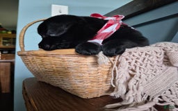 Labrador Retriever dogs for sale: Darryl Philbin - Image 2