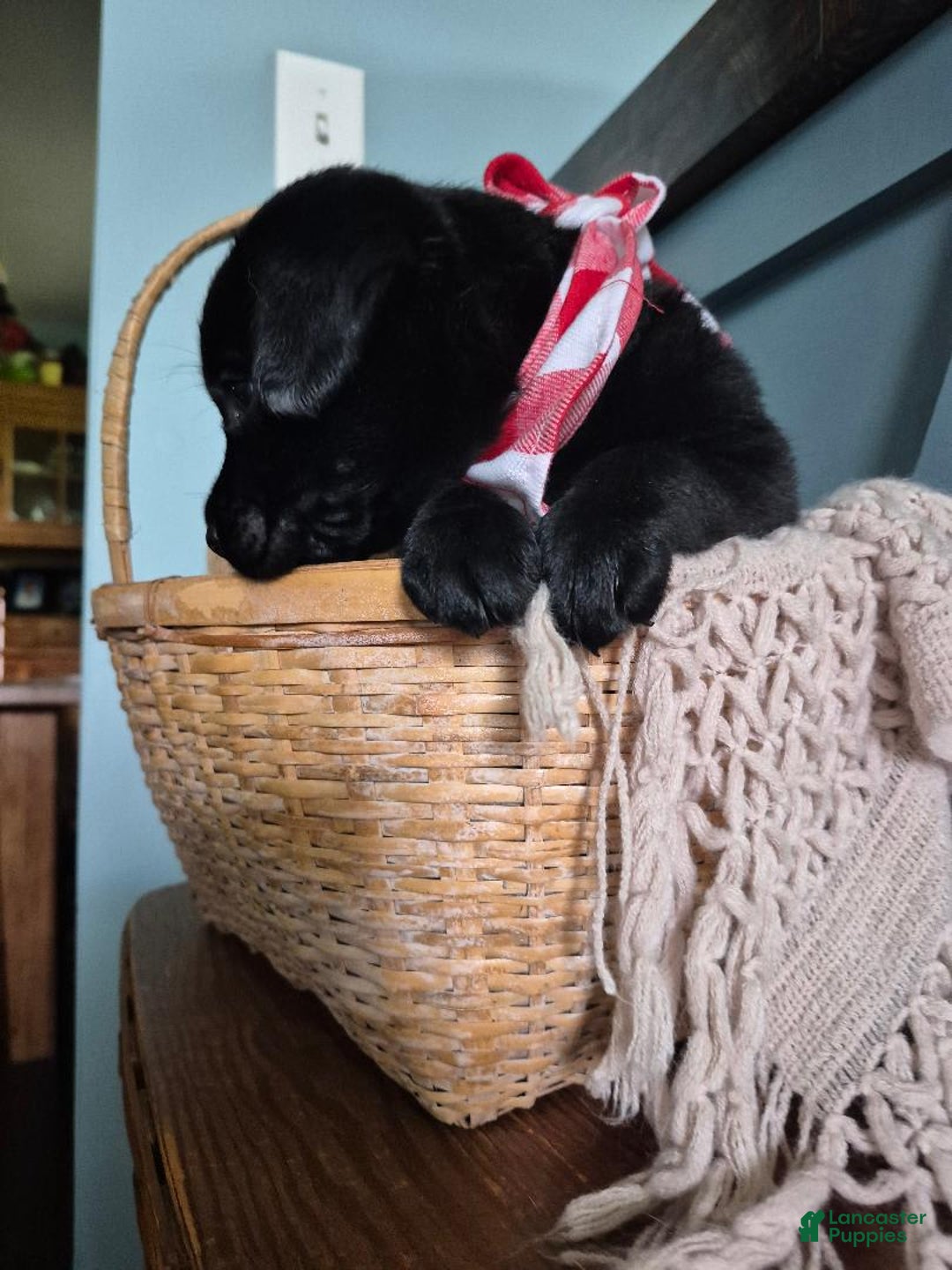 Labrador Retriever dogs for sale: Darryl Philbin - Image 2