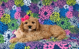 Cockapoo dogs for sale: Ella - Image 3