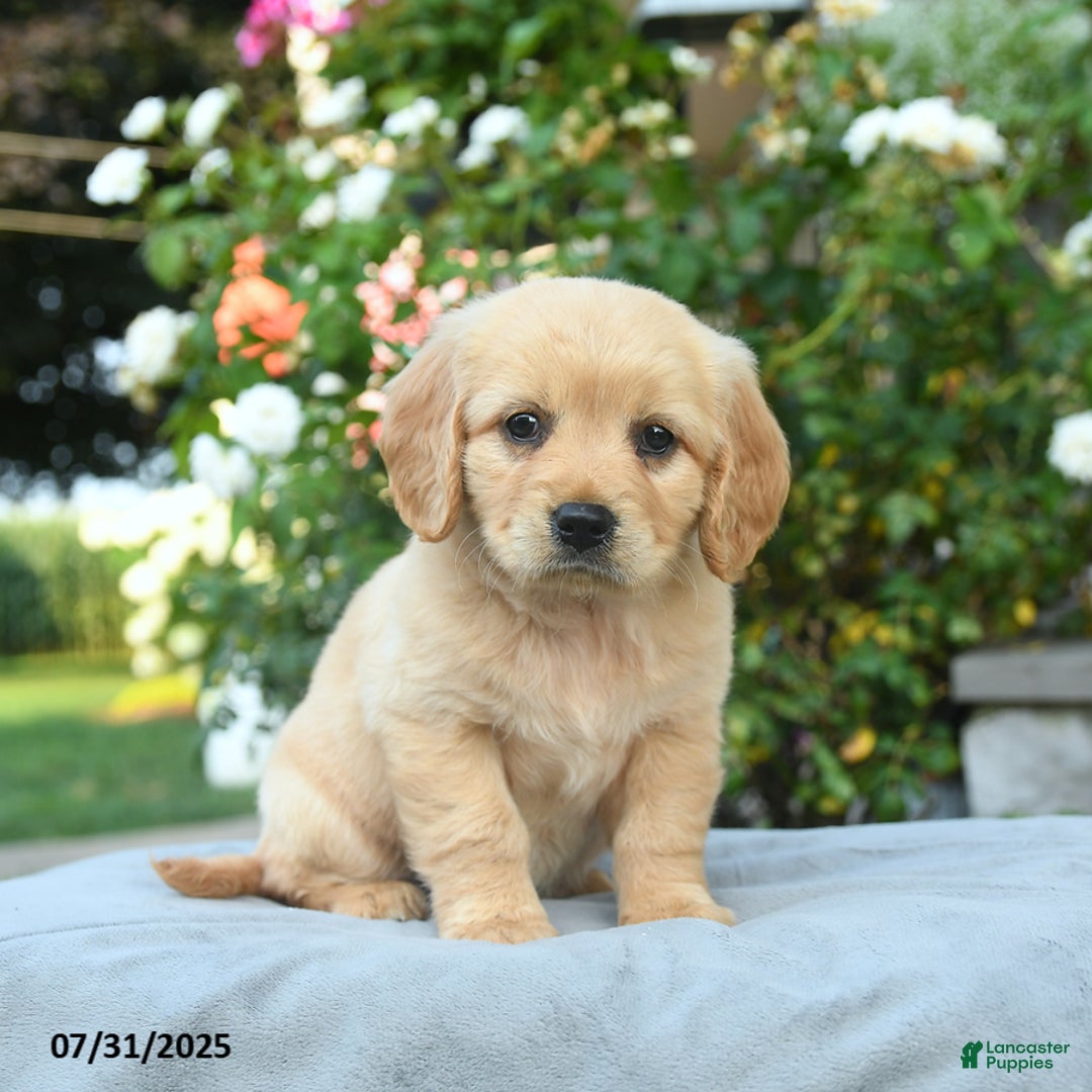 Miniature Golden Retriever dogs for sale: Sasha - Image 3