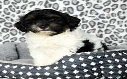 Havapoo dogs for sale: Cooper - Image 7