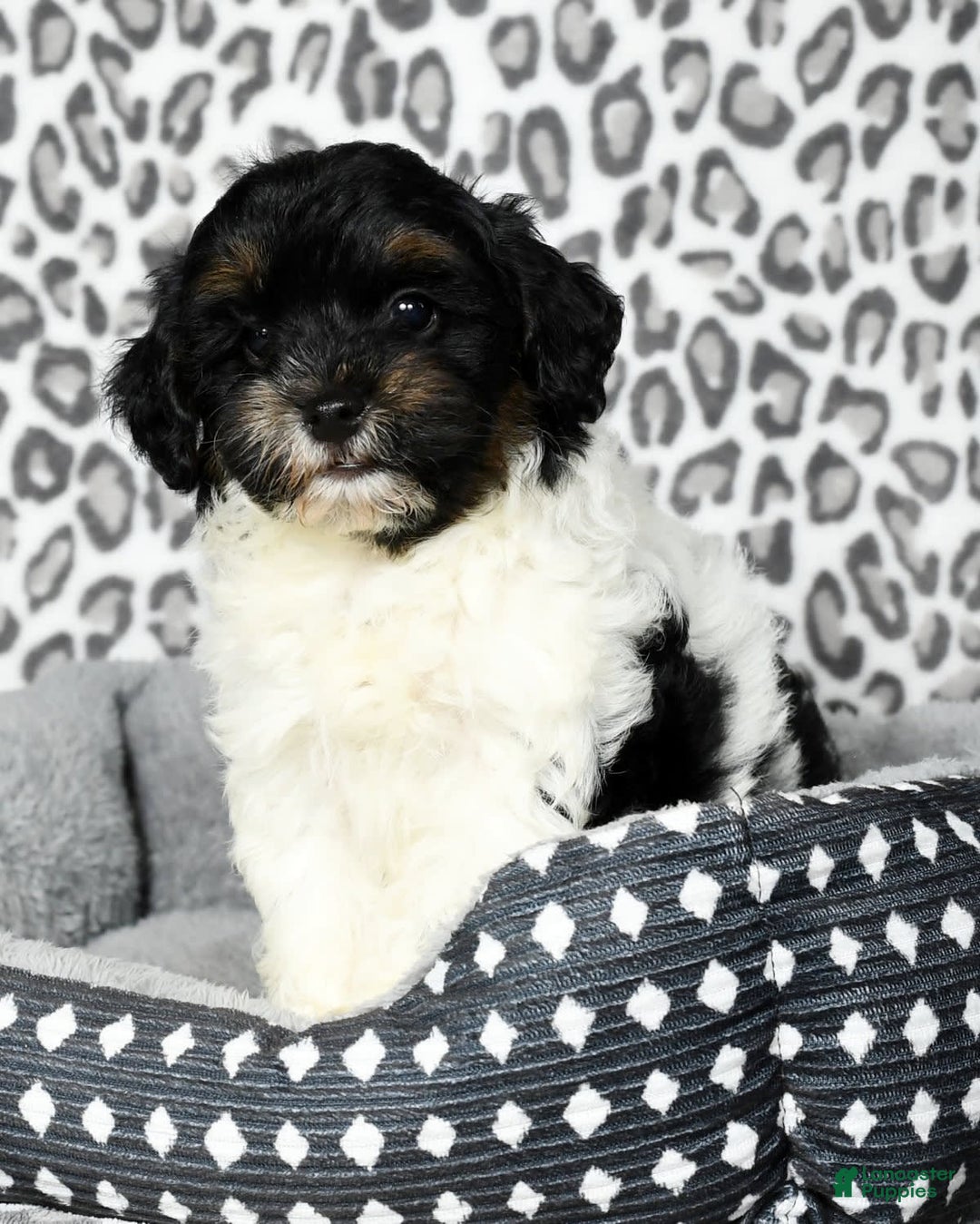 Havapoo dogs for sale: Cooper - Image 7