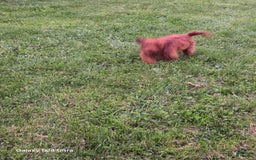 Cockapoo dogs for sale: Alice - Image 2