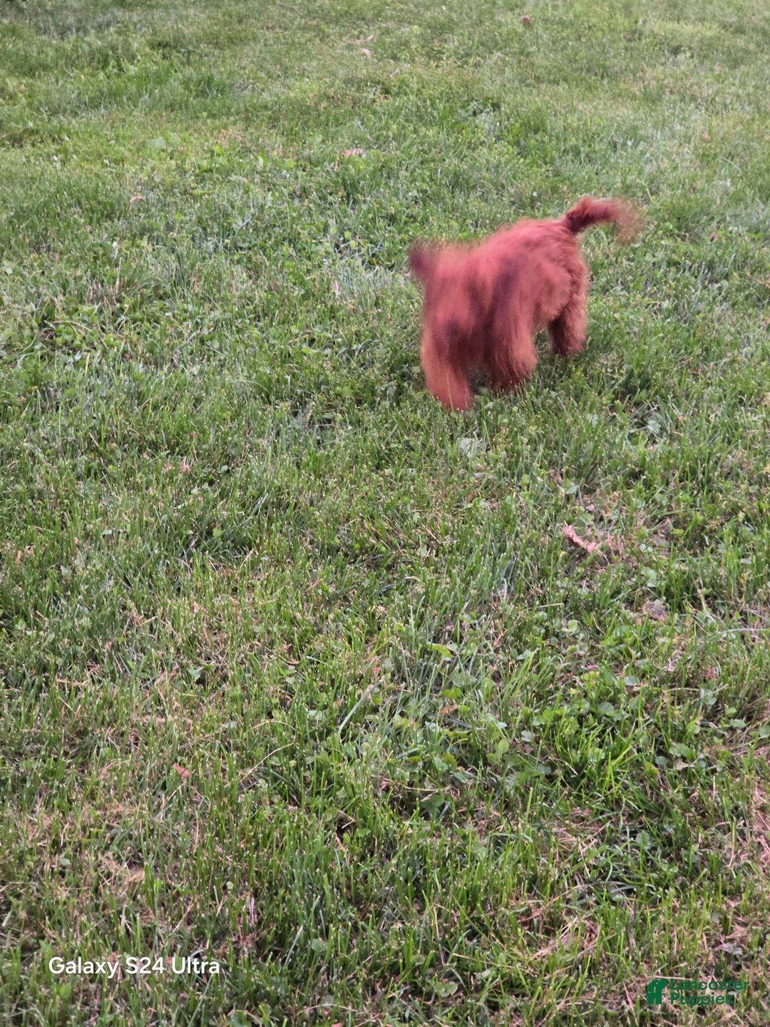 Cockapoo dogs for sale: Alice - Image 2