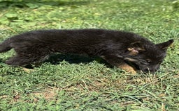 German Shepherd dogs for sale: Daisy - Image 6