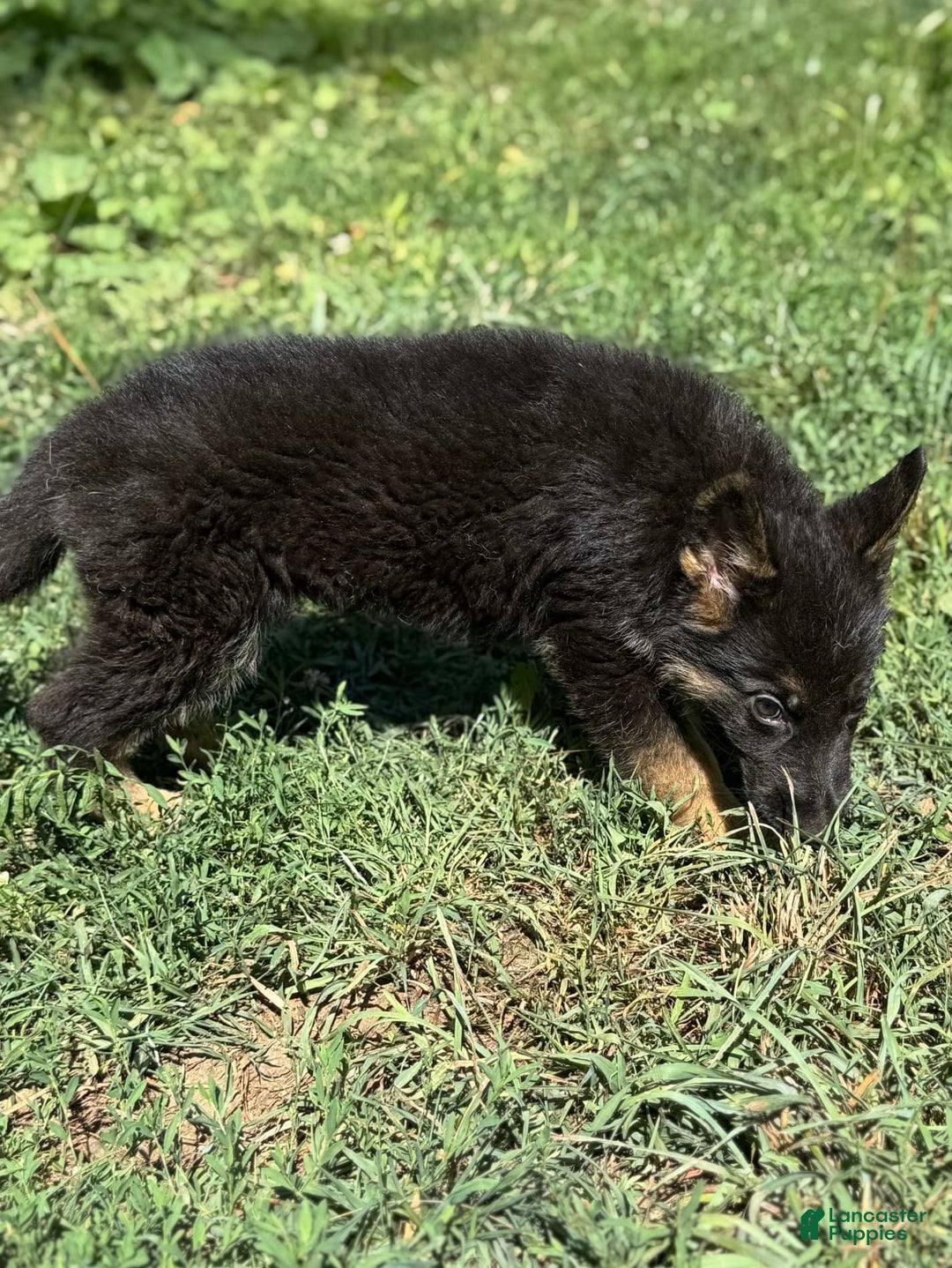 German Shepherd dogs for sale: Daisy - Image 6