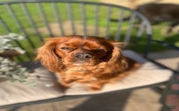 Cavalier King Charles Spaniel dogs for sale: Lincoln - Image 6