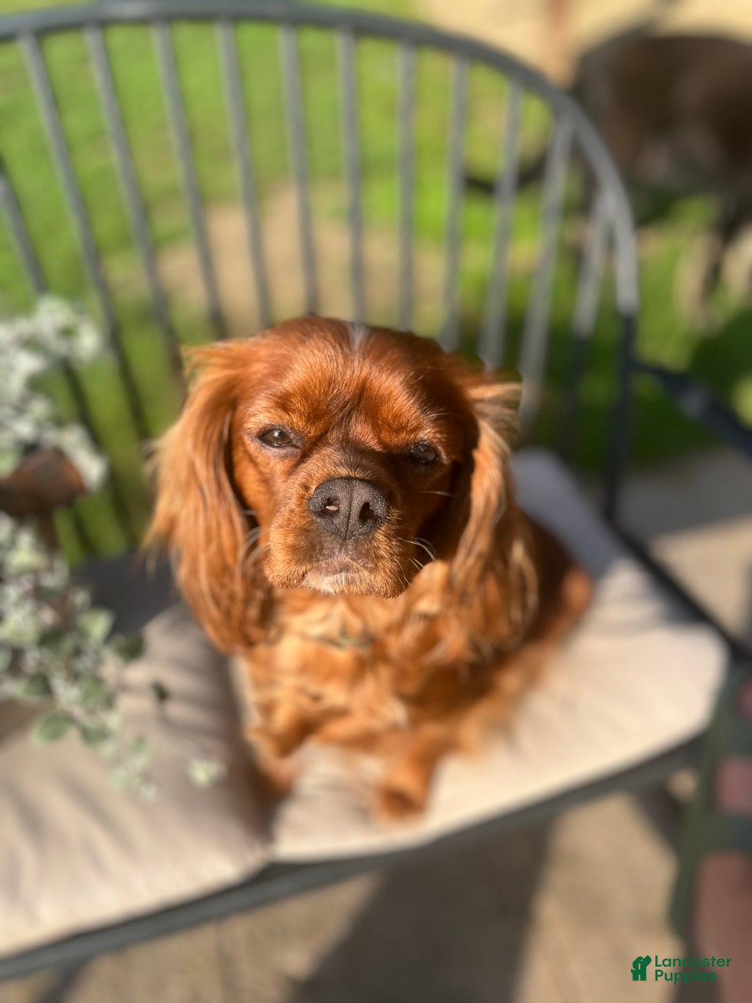 Cavalier King Charles Spaniel dogs for sale: Lincoln - Image 6