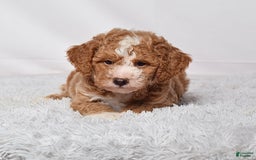 Mini Goldendoodle dogs for sale: Petite Mr Nixon - Image 2