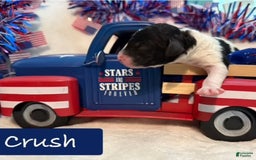 Bernedoodle dogs for sale: Crush - Image 1