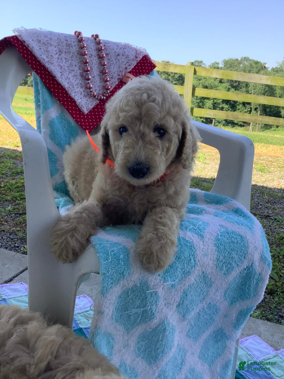 Goldendoodle dogs for sale: Sadie -f1b Goldendoodle - Image 4