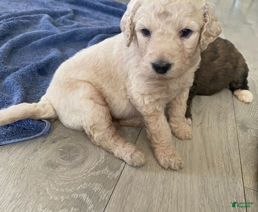 Bernedoodle dogs for sale: Baby Scott - Image 3