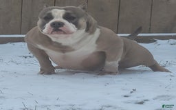 American Bully dogs for sale: Big Boy - Image 7