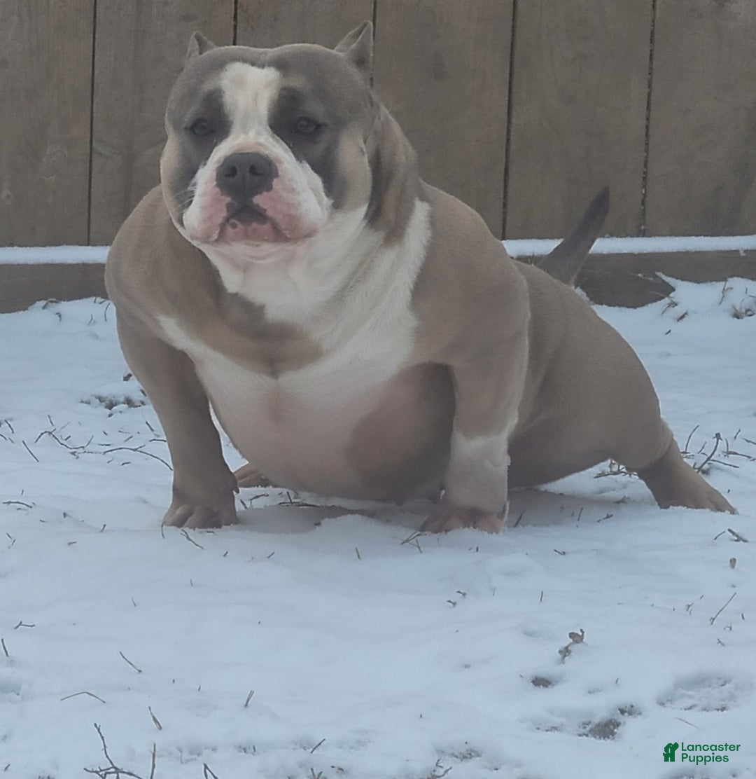 American Bully dogs for sale: Big Boy - Image 7