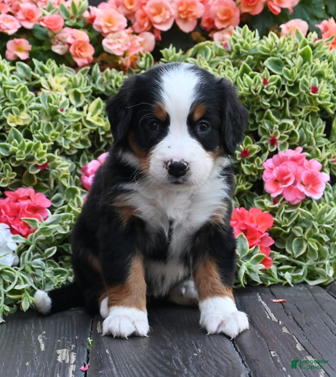 Bernese Mountain Dog dogs for sale: Iris - Image 3