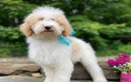 Standard Poodle dogs for sale: Gus - Image 19