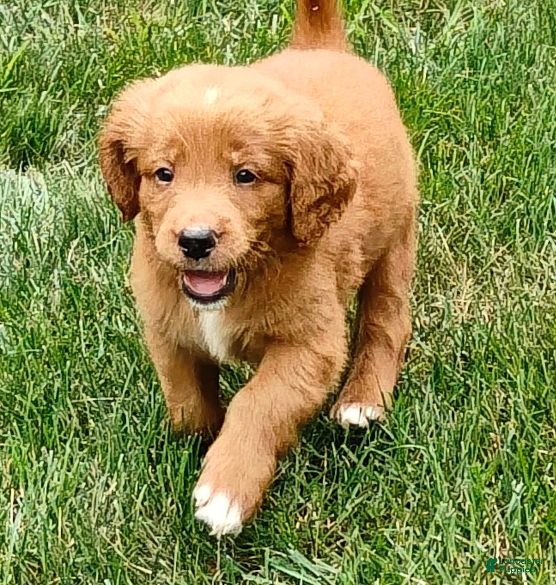 Goldendoodle dogs for sale: River - Image 6
