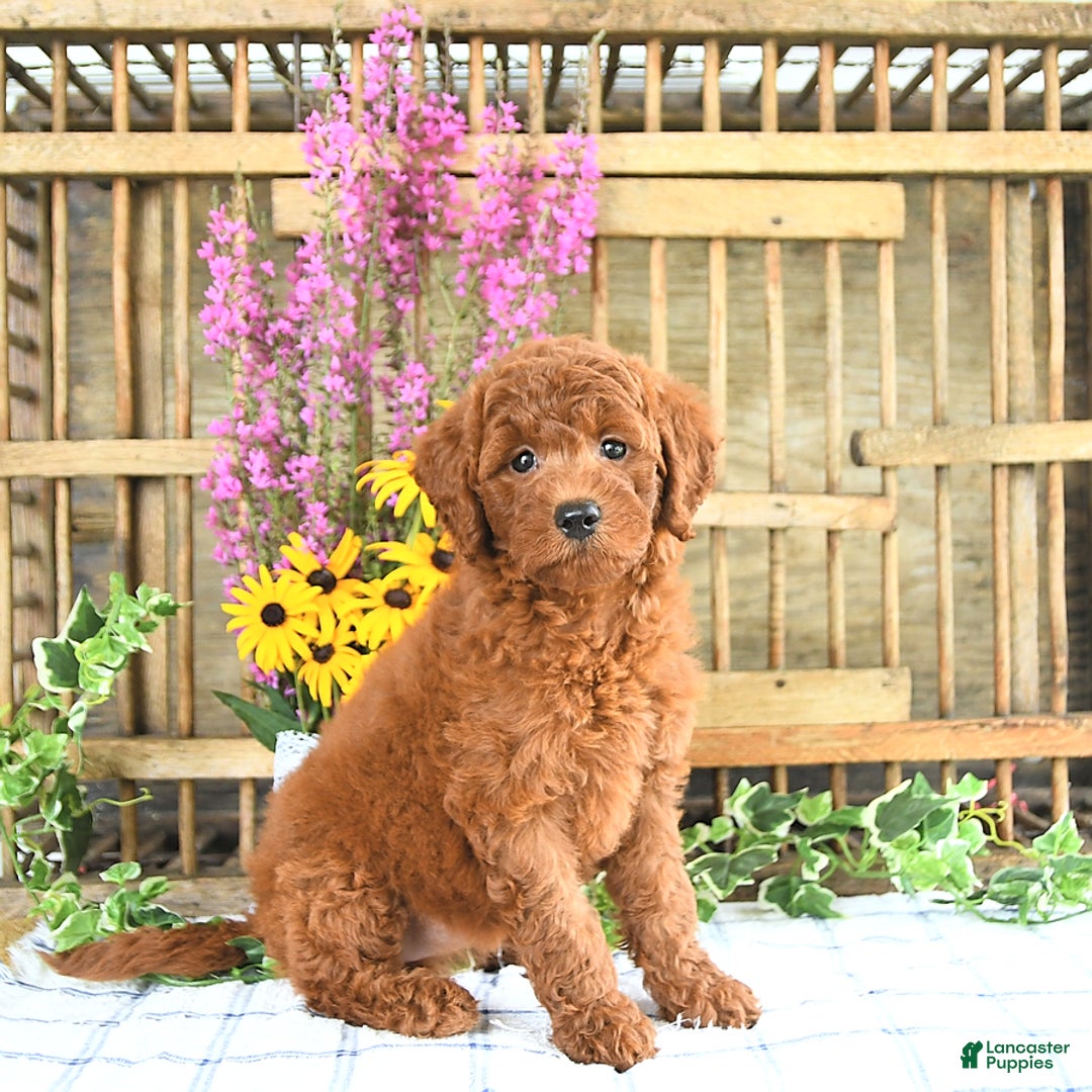 Mini Goldendoodle dogs for sale: Khloe - Image 5